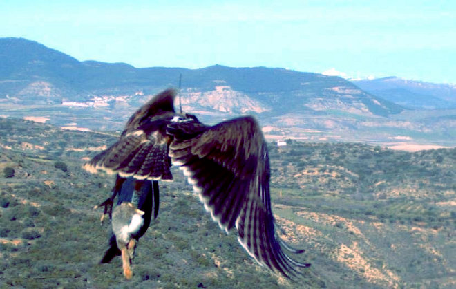 Beragu, águila de bonelli liberada en Navarra en 2012