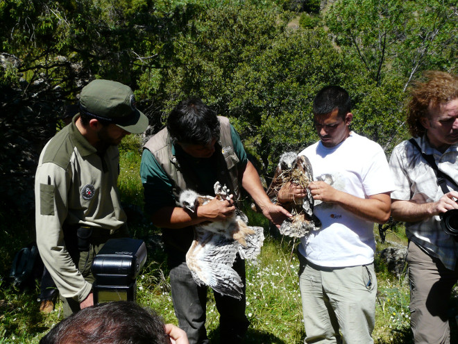 Agentes forestales de la Comunidad de Madrid y miembros de GREFA durante la liberación de dos pollos de águila de bonelli