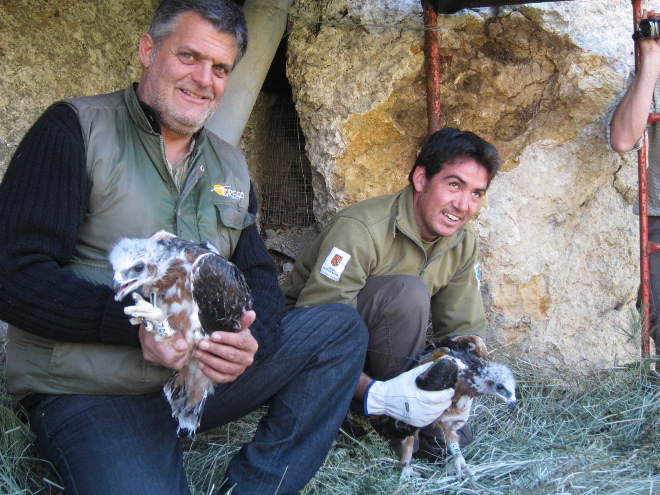 Ernesto y Tomeu liberan dos pollos de águila de bonelli en Mallorca